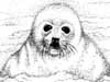 Sealpup
