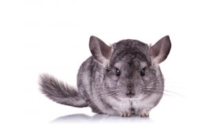 Unfriendly Rodent