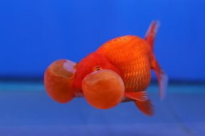 GoldfishMage