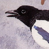 Starling