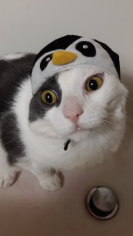 nekomode13