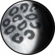 leopardessmoon