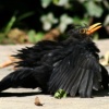 Roterwolkenvogel