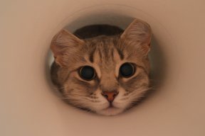 cat199425