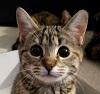 cutiepie