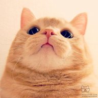 Mittzle
