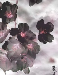 Blacksakura