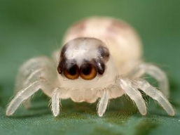 IttyBittySpider
