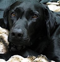 Black Dog