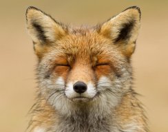 LaughingFox12
