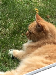 KlanceKlanceRevolutn