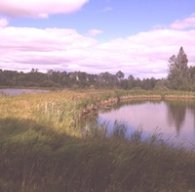 cloberg