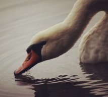 Rosenour