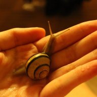 mollusk