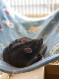 cocowinters