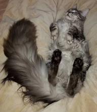 fluffycat