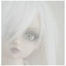 waterlily