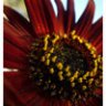tissuepapersunflowers