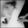 kittyling