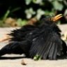 Roterwolkenvogel