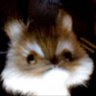 foxdragon