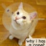 IsaCat