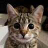 cutiepie