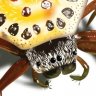 Attercopus