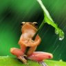 sweetestfrog