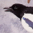 Starling